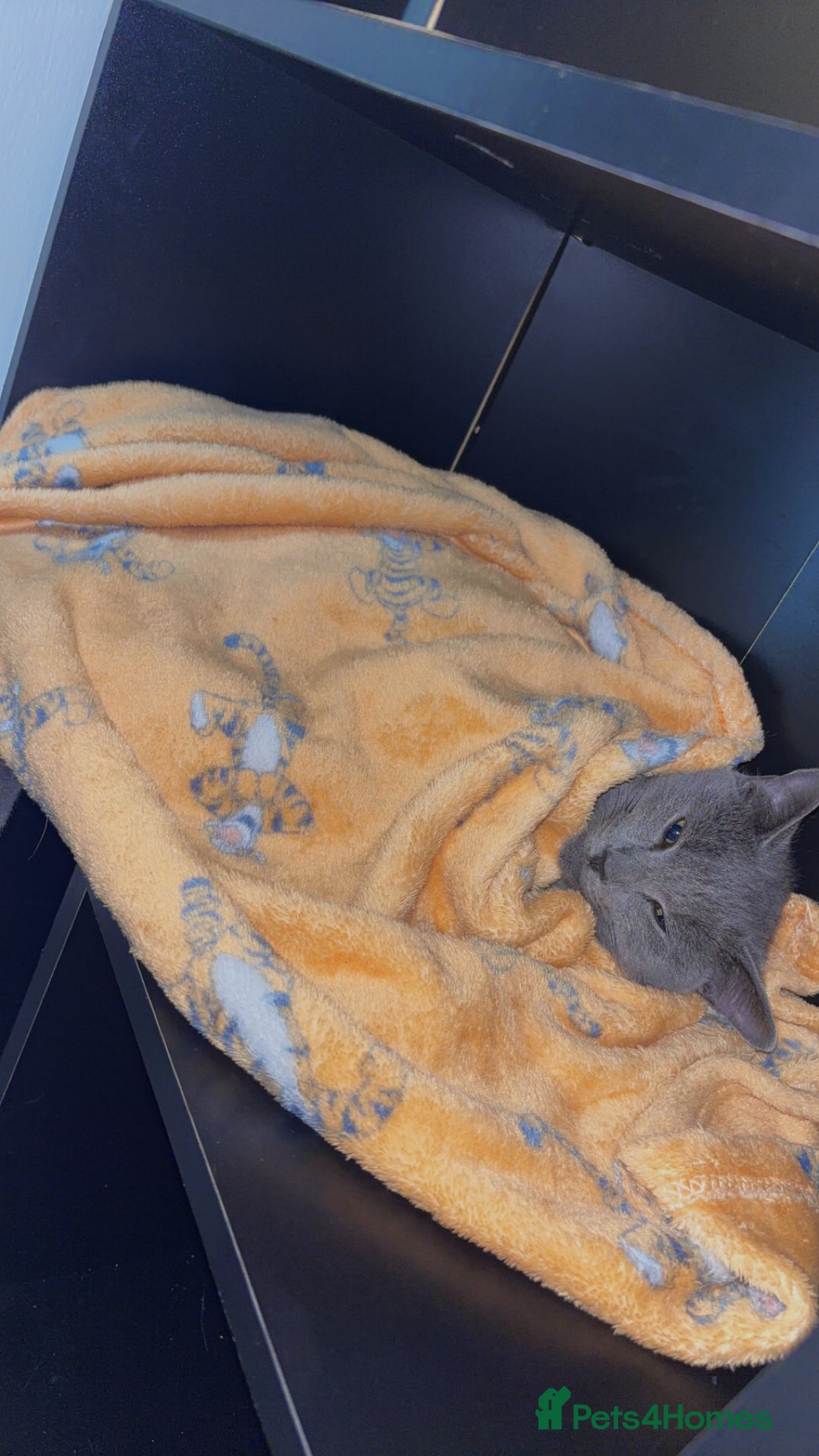 Domestic Shorthair cats for sale: Magic blue domestic short haired  - Advert 3