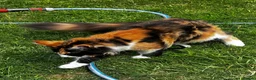 Maine Coon cats for sale: Stunning 6-Month-Old Maine Coon Kitten in Coventry - Advert 5