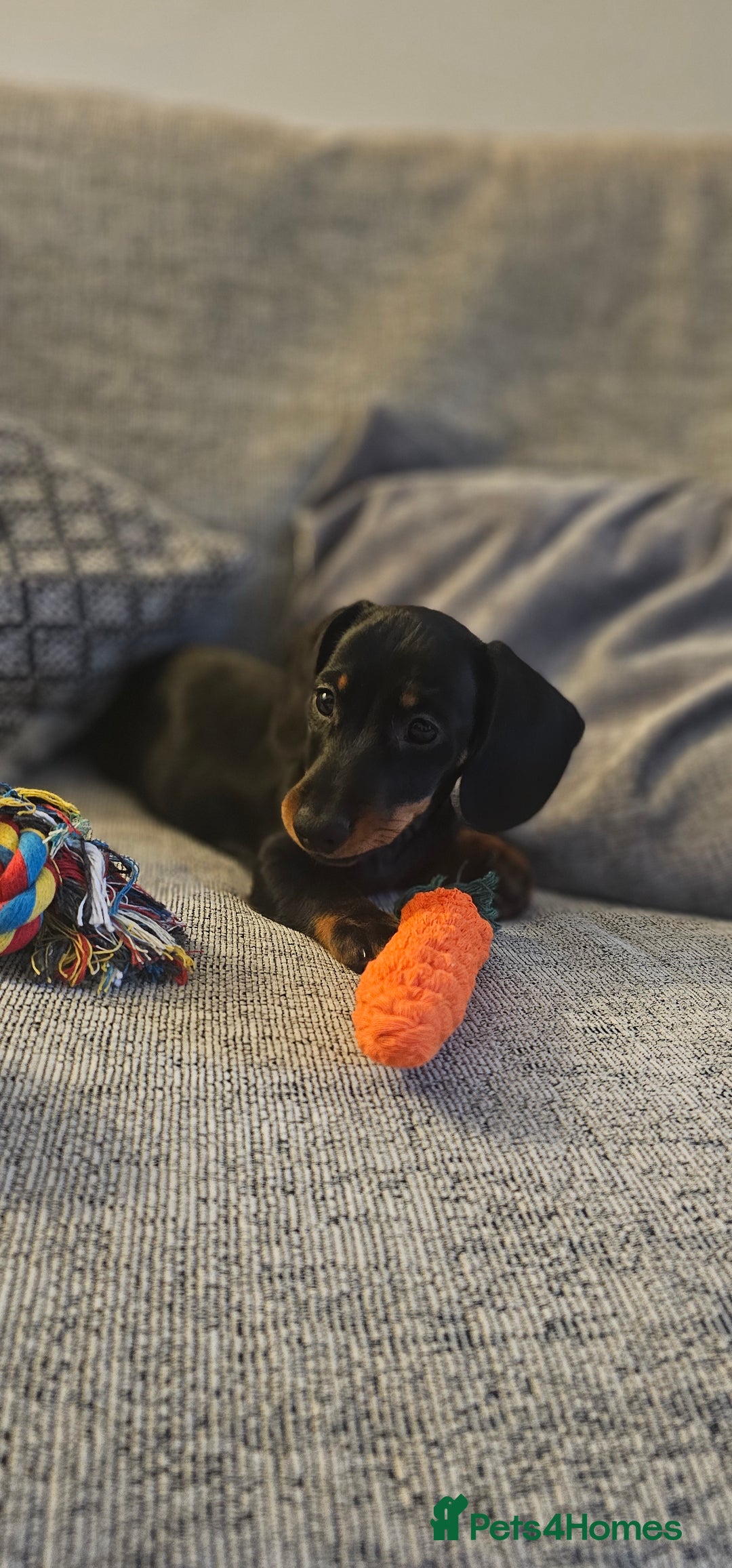 Miniature Dachshund dogs for stud: Miniature Dacshund STUD -FULLY HEALTH & DNA TESTED - Image 10