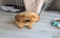Cockapoo dogs for sale: Male Cockapoo Puppy 8 months.  - Image 8