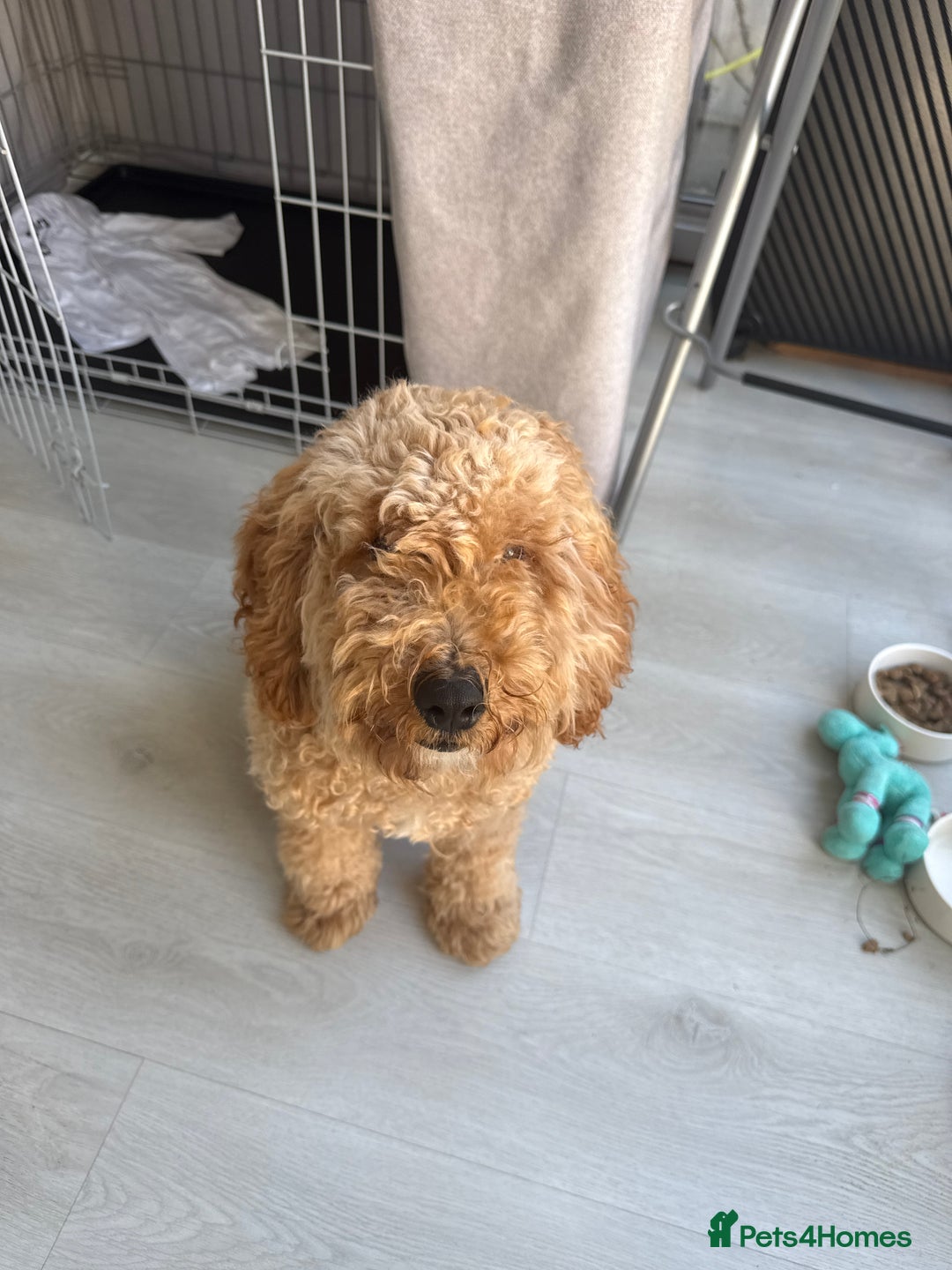 Cockapoo dogs for sale: Male Cockapoo Puppy 8 months.  - Image 8