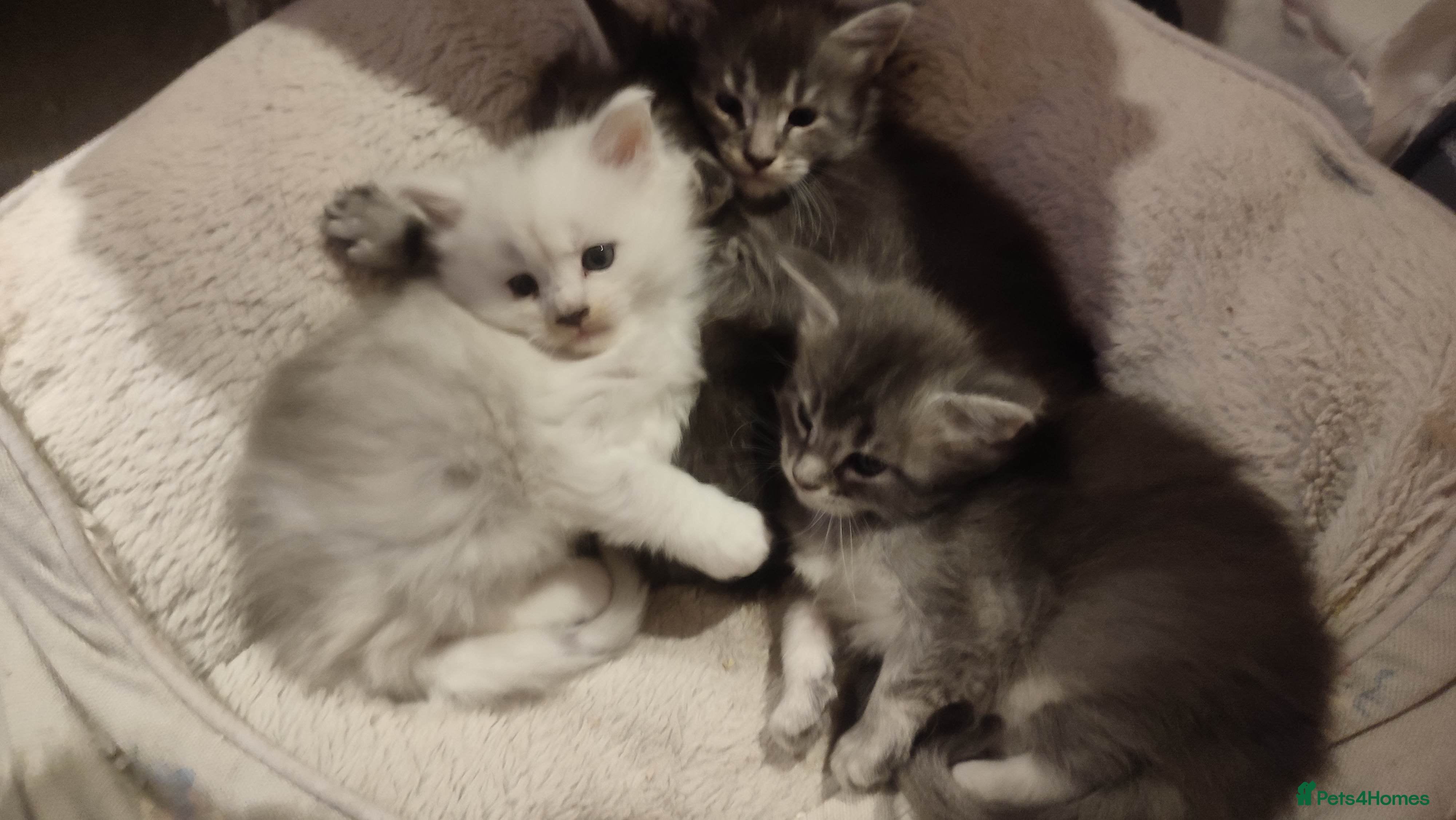 Maine Coon cats Tica Reg and fully health tested - Advert 17