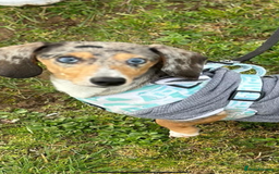 Miniature Dachshund dogs for stud: Miniature Daschsund stud in Peterborough - Image 2