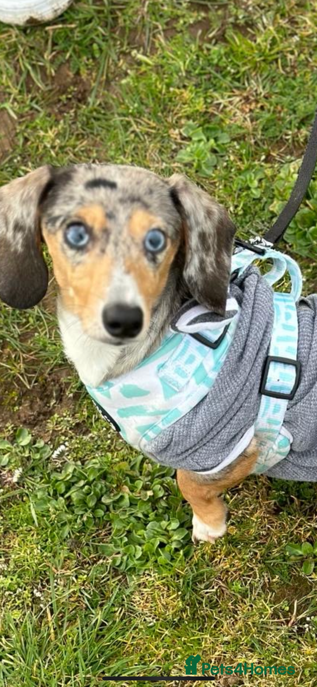 Miniature Dachshund dogs for stud: Miniature Daschsund stud in Peterborough - Image 2