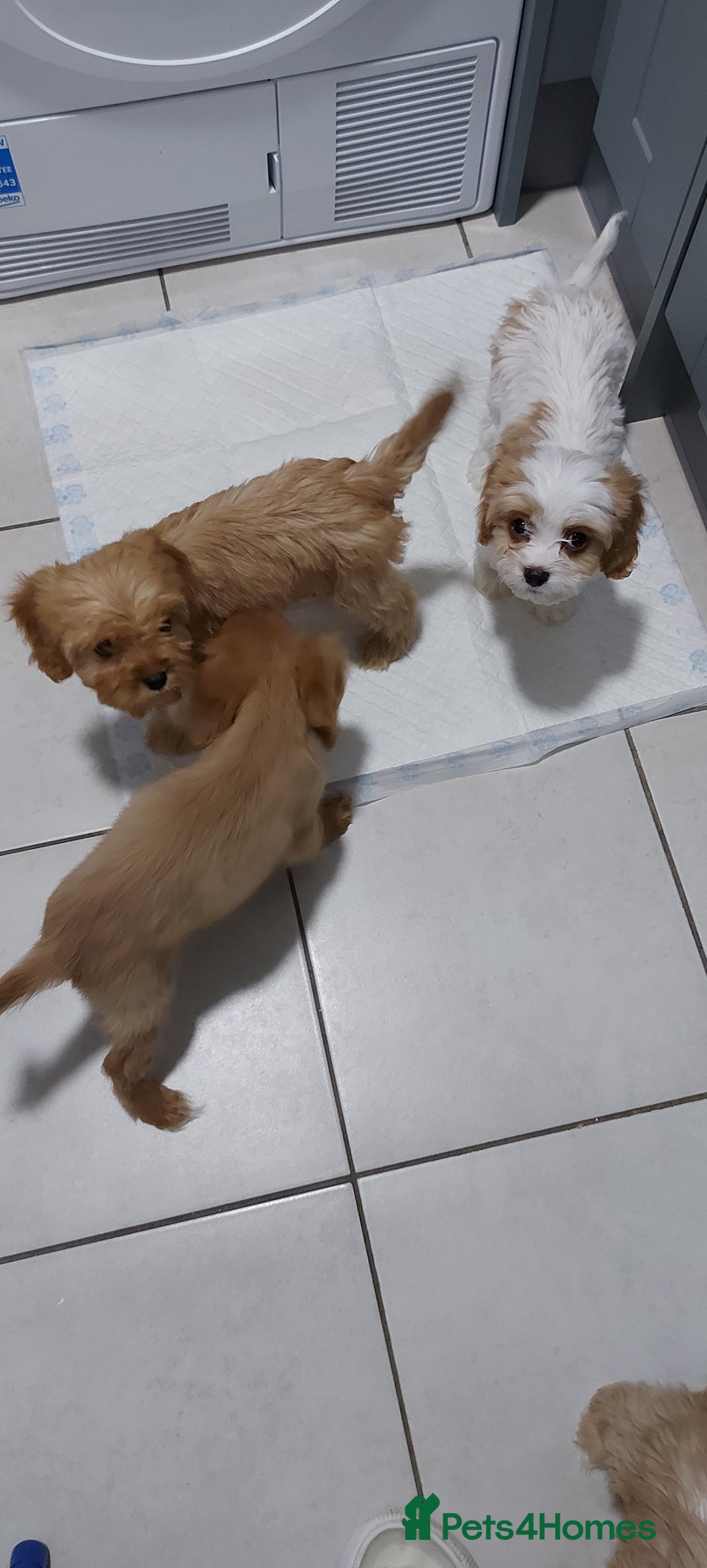Cavachon dogs for sale: Teddy bear  male  cavachon puppy for sale - Advert 16