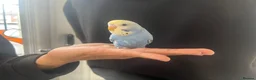 Budgerigars birds for sale: Super hand tamed baby budgies  - Advert 10