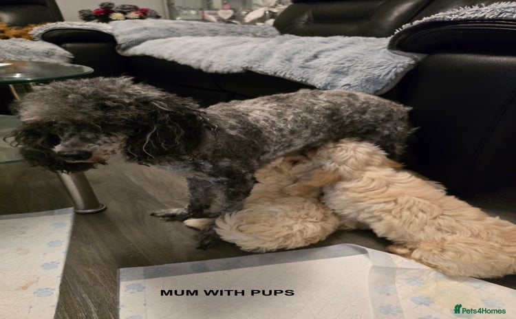 Maltipoo dogs - Advert 1