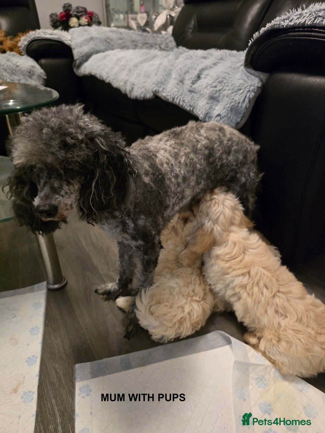 Maltipoo dogs for sale: MALTIPOO PUPPIES FOR SALE - Image 1