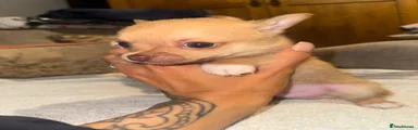Pomchi 1