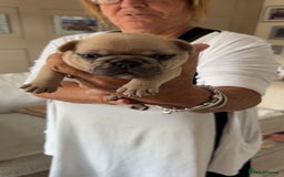 French Bulldog dogs for sale: French Bulldog puppies - Image 25