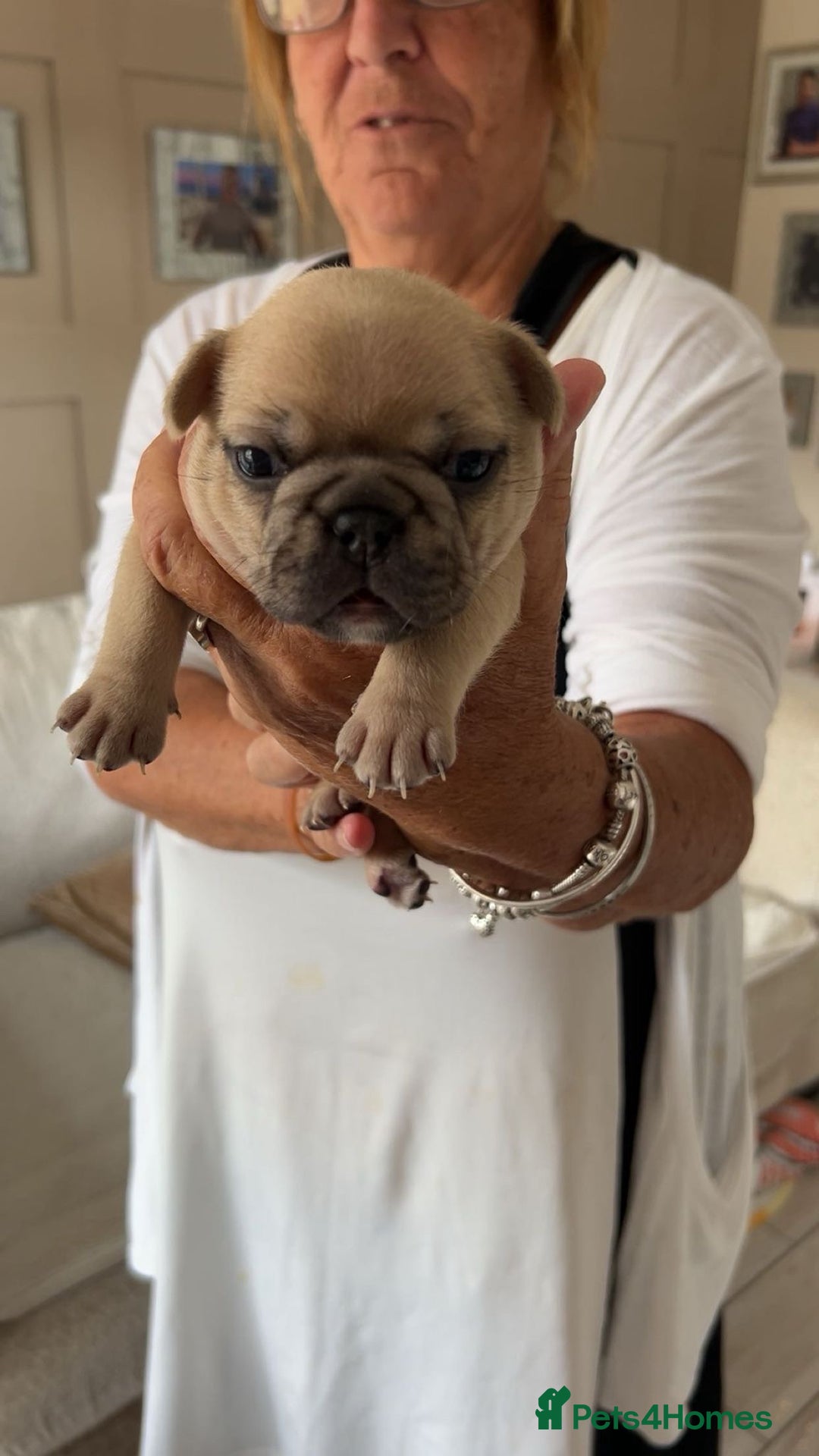 French Bulldog dogs for sale: French Bulldog puppies - Image 25