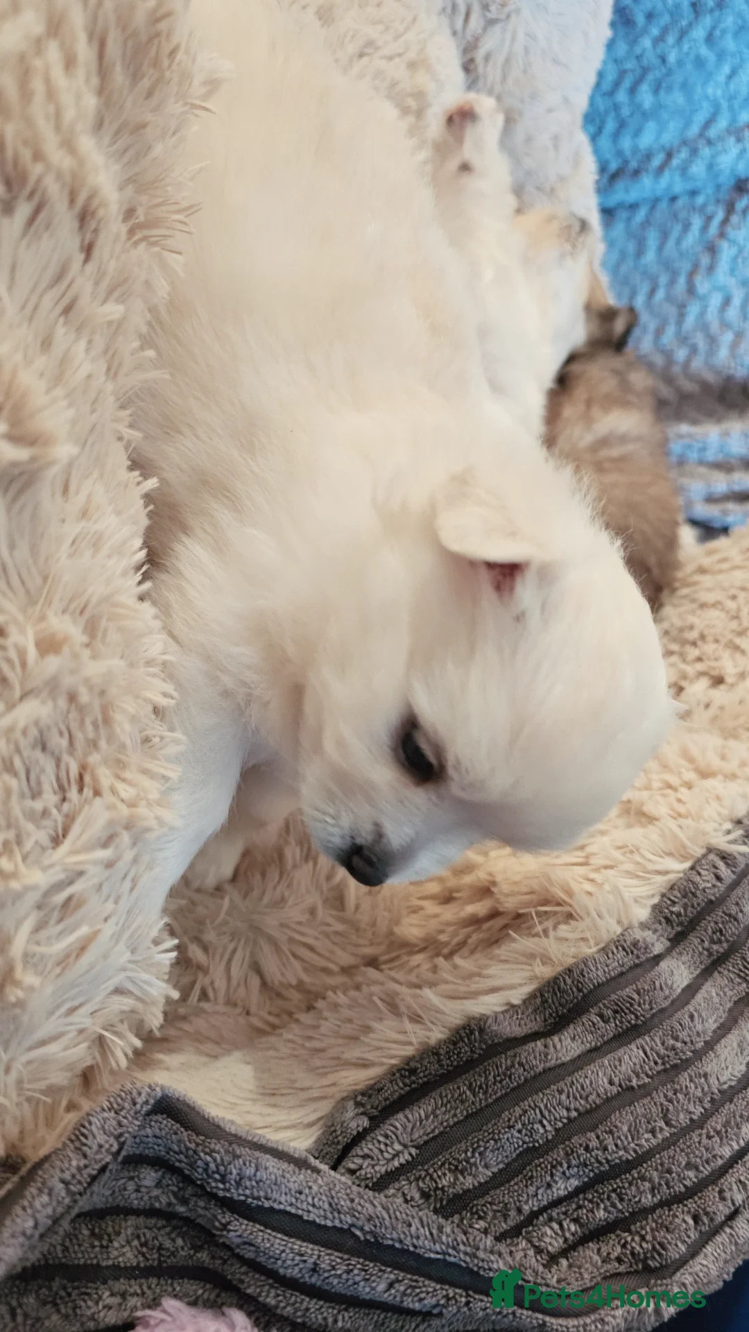 Pomeranian dogs for sale: Pomeranian puppies for loving and caring families  - Image 20