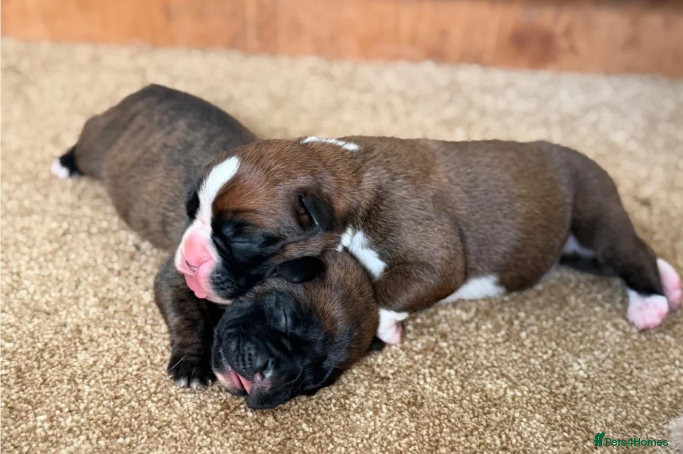 Boxer dogs  Beautiful Boxer Puppies  - Advert 9