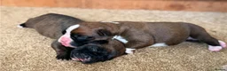 Boxer dogs for sale:  Beautiful Boxer Puppies  in Bristol - Advert 1