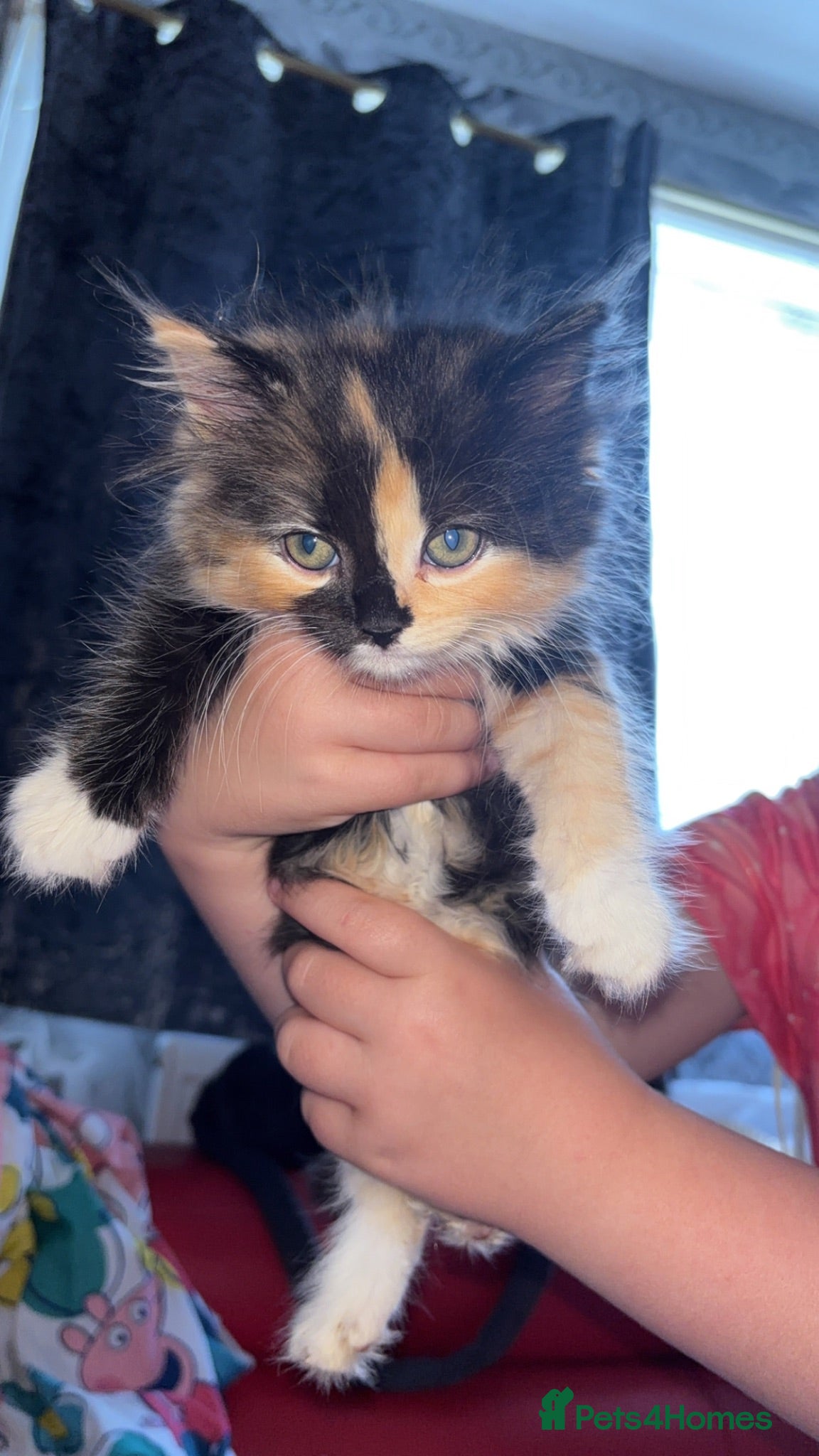 Mixed Breed cats Ragdoll cross kittens - Advert 17