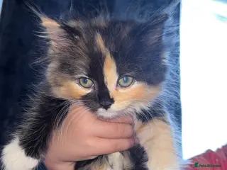 Mixed Breed cats Ragdoll cross kittens - Advert 14