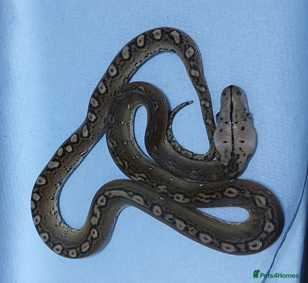 Python Snake reptiles for sale: Malayan Pythons Female - Advert 5