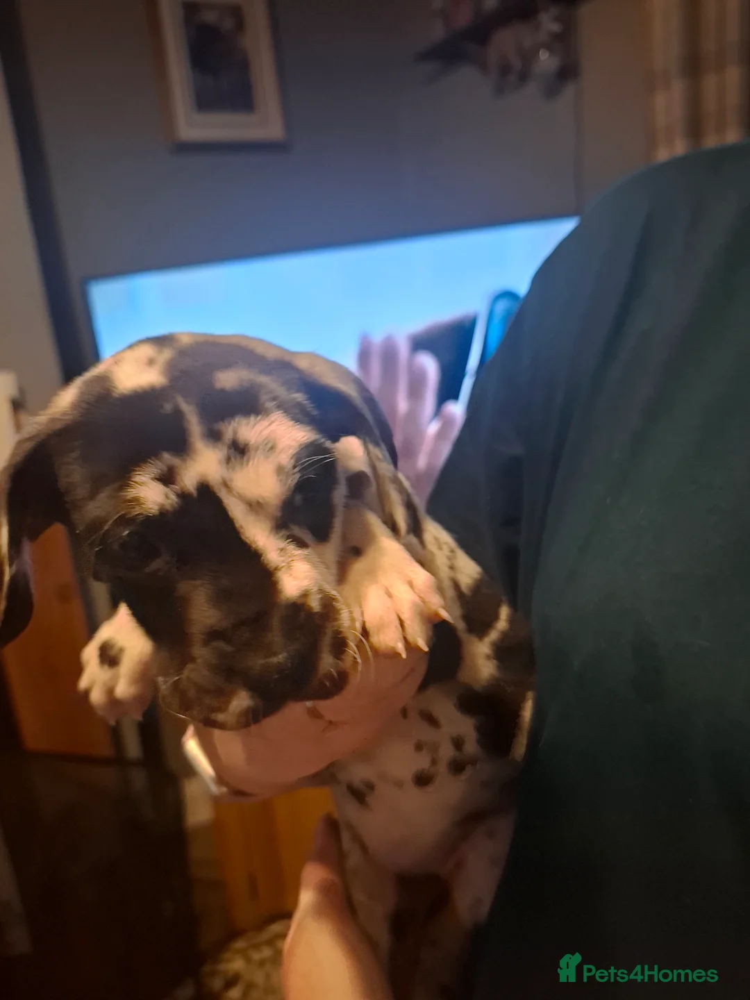 Great Dane dogs for sale: Great Dane puppies K.C Registered  - Advert 6