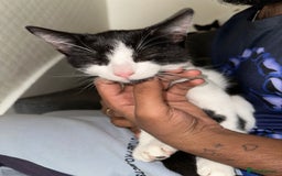 Mixed Breed cats for sale: Beautiful Kittens for sale - Image 7