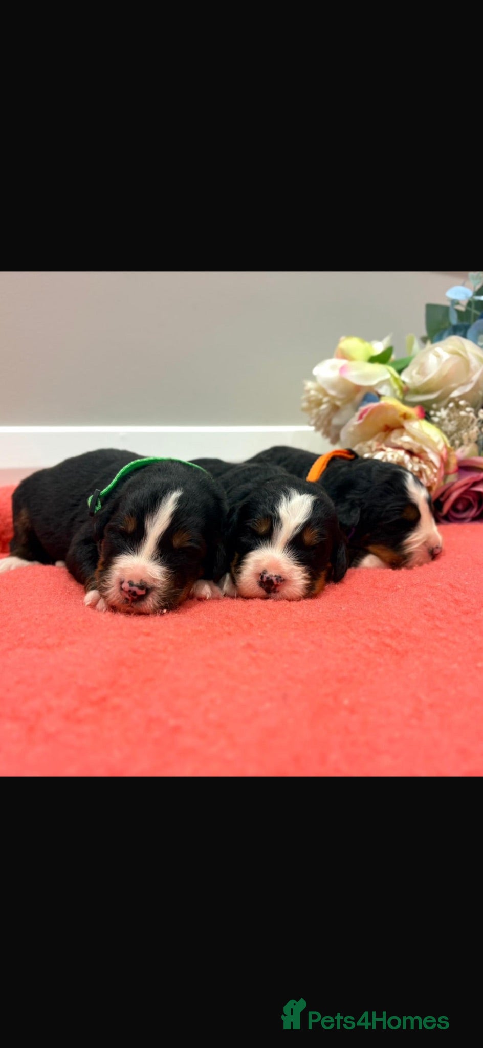 Bernese Mountain Dog dogs Bernese mountain pups  - Advert 2
