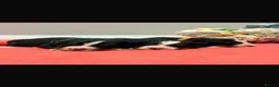 Bernese Mountain Dog dogs for sale: Bernese mountain pups  - Advert 1
