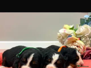 Bernese Mountain Dog dogs Bernese mountain pups - Advert 1