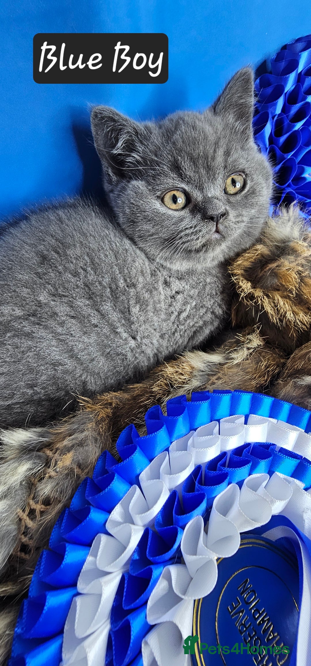 British Shorthair cats for sale: British short hair kittens - Advert 6