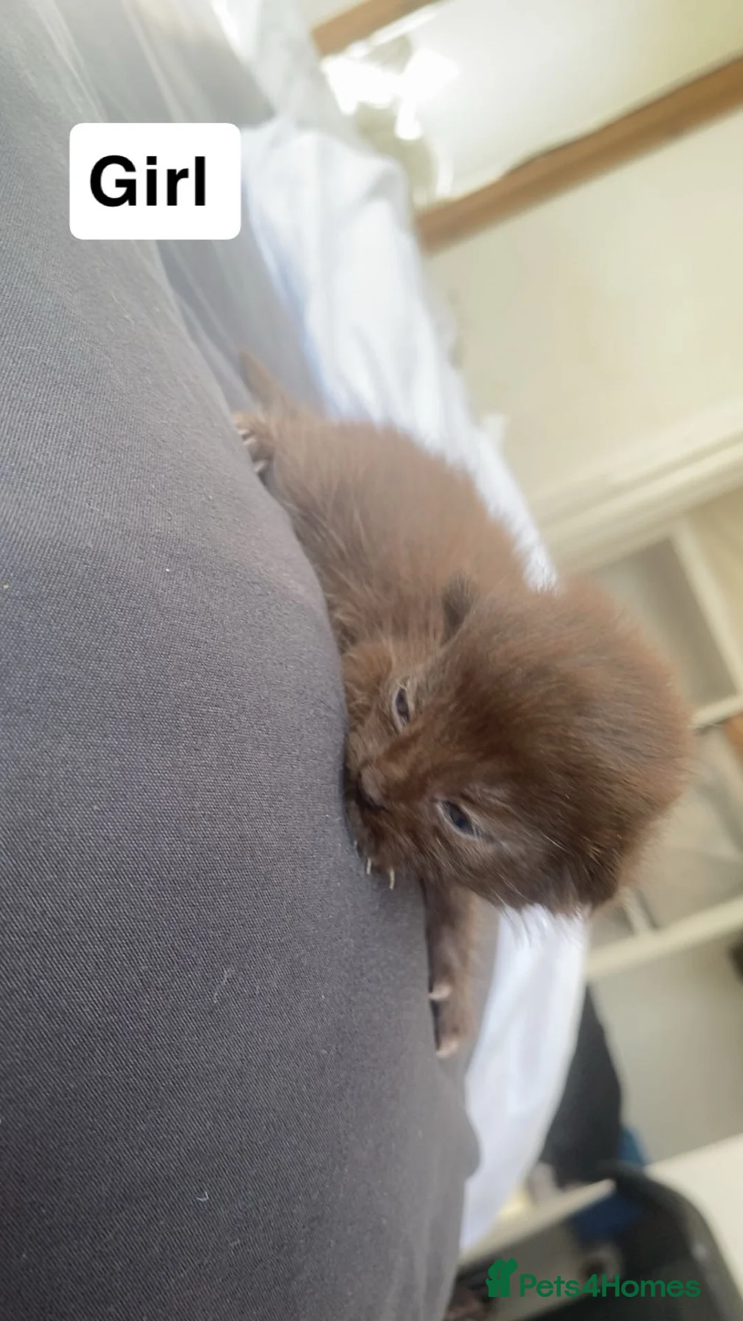 Domestic Shorthair cats for sale: Domestic shorthair mix litter  in Caerphilly - Advert 5