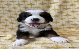 Bernese Mountain Dog dogs for sale: Kc Reg Bernese mountain dogs  - Image 7