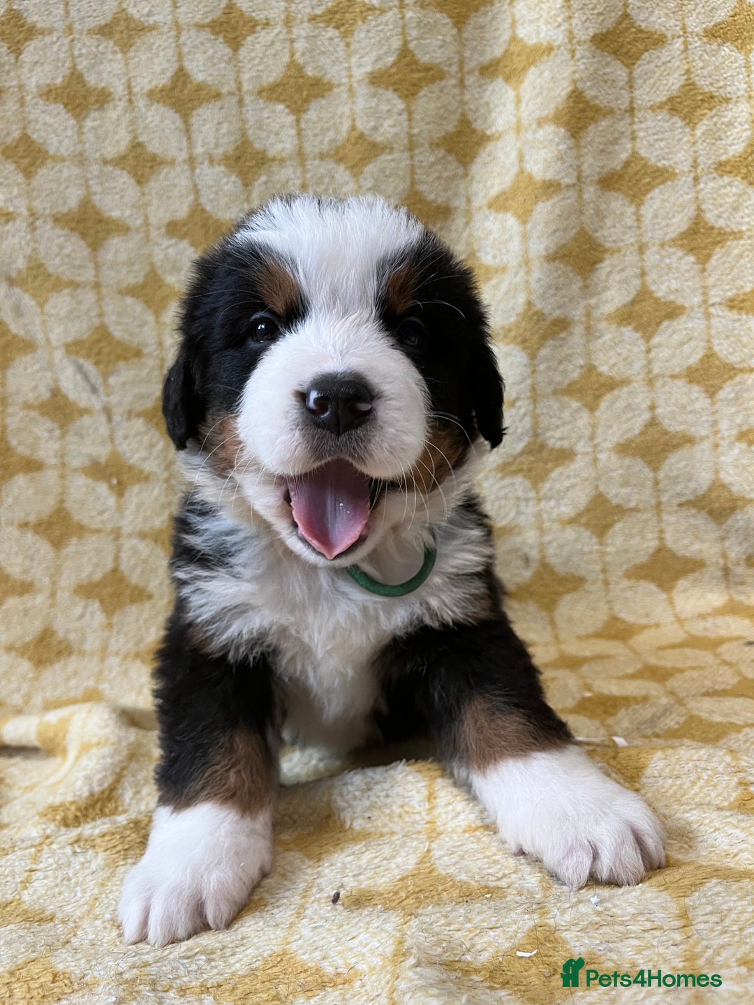 Bernese Mountain Dog dogs for sale: Kc Reg Bernese mountain dogs  - Image 7