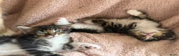 Maine Coon cats for sale: Stunning Maine Coon Kittens looking for 5⭐️ homes - Advert 1