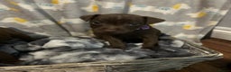 Patterdale Terrier dogs for sale: Beautiful Patterdale Terrier Puppies - Advert 8