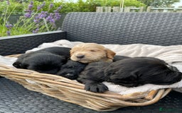 Sprocker dogs for sale: 5 beautiful sprocker puppies ✨️  - Image 7