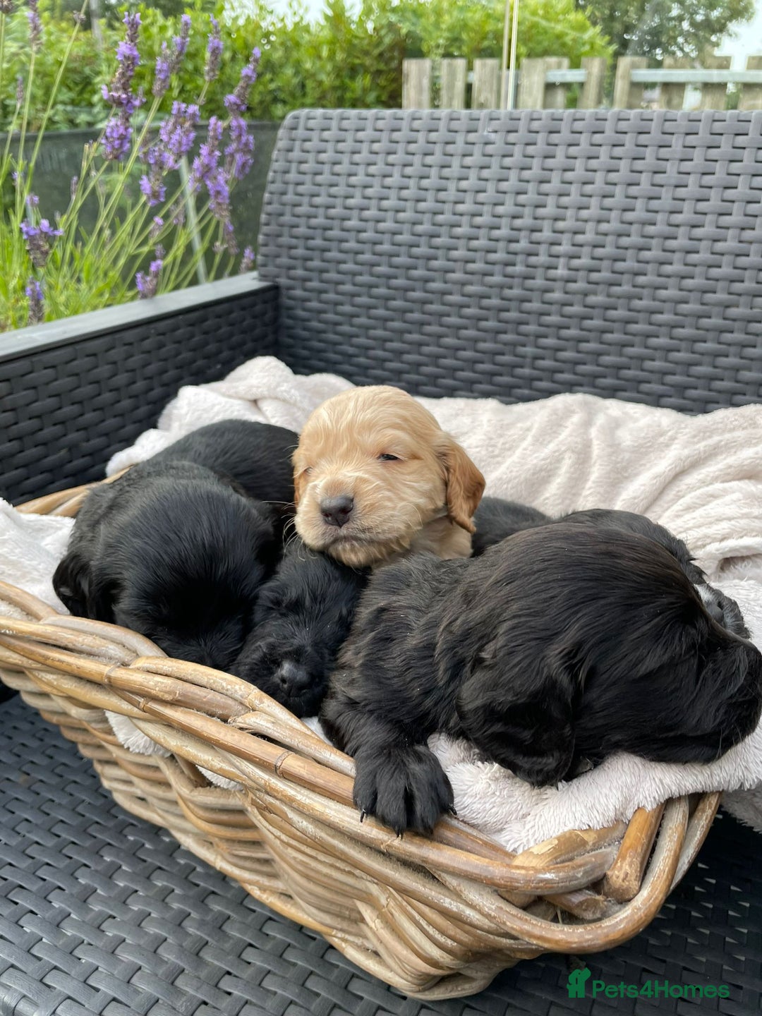 Sprocker dogs for sale: 5 beautiful sprocker puppies ✨️  - Image 7