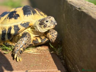 Tortoise reptiles Horsefield Tortoise - Advert 17