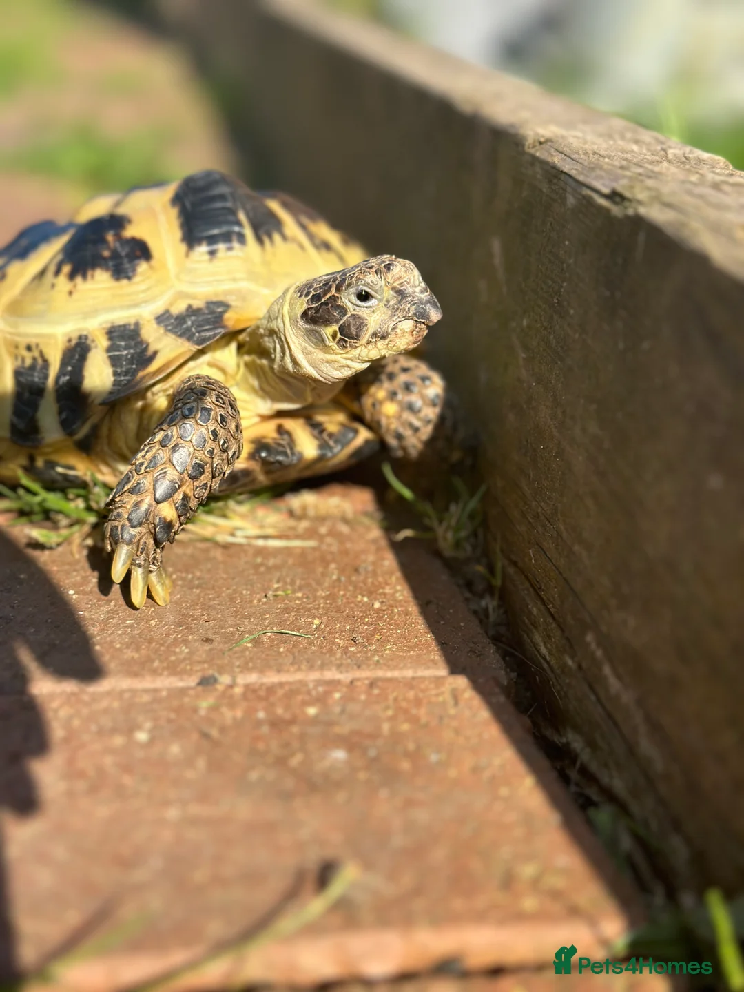 Tortoise reptiles for sale: Horsefield Tortoise  - Advert 1