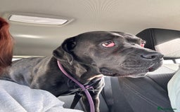 Cane Corso dogs for sale: Cane corso girl, read description thoroughly  🍒  - Image 3