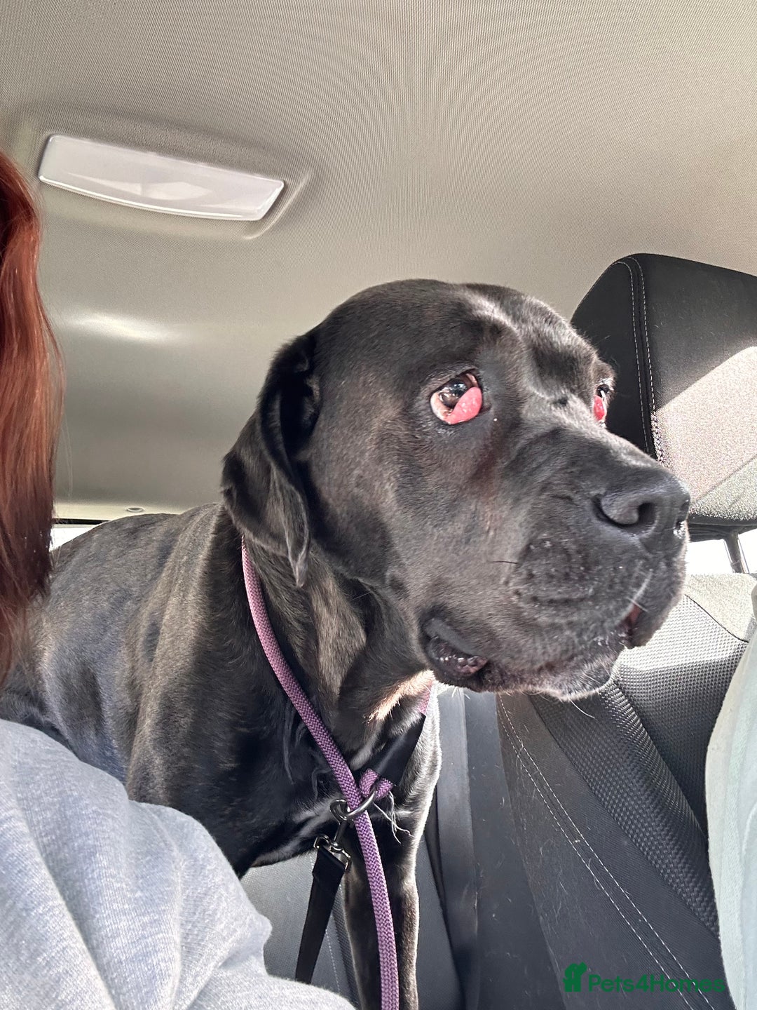 Cane Corso dogs for sale: Cane corso girl, read description thoroughly  🍒  - Image 3