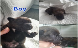 Mixed Breed dogs for sale: Puppies for sale ready 10th September - Image 12