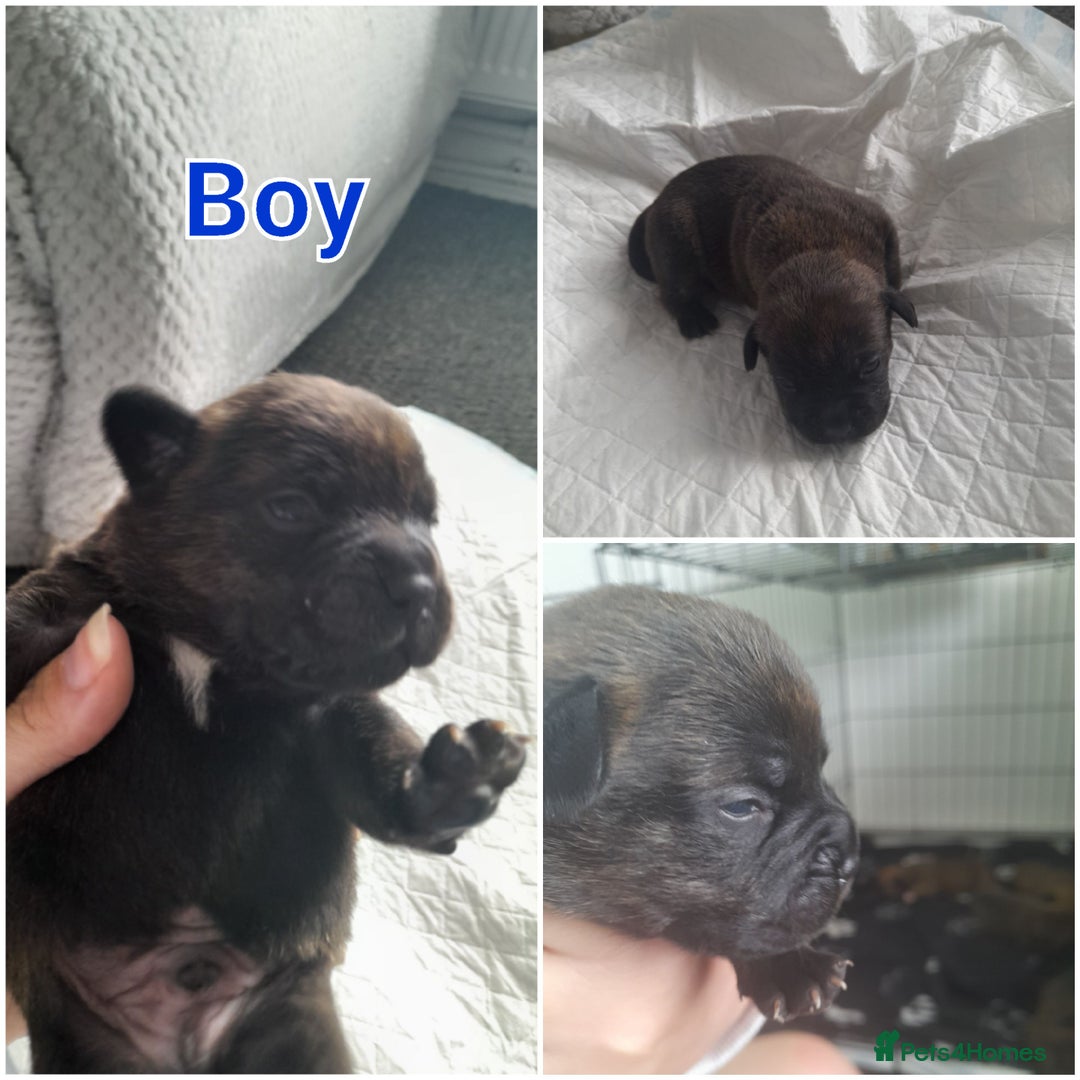 Mixed Breed dogs for sale: Puppies for sale ready 10th September - Image 12
