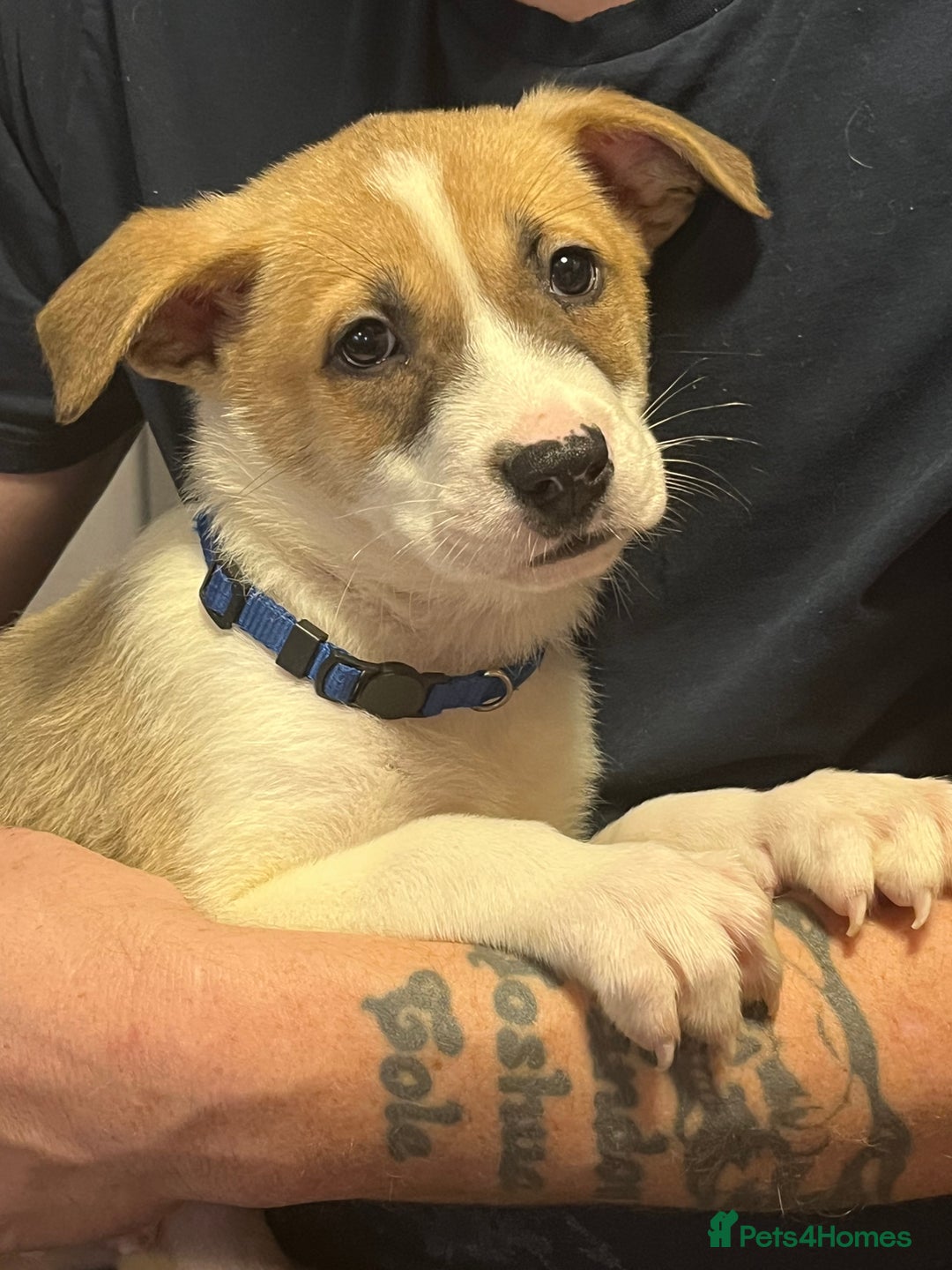 Mixed Breed dogs for sale: 5 beautiful pups remaining 🩷💙 - Advert 19