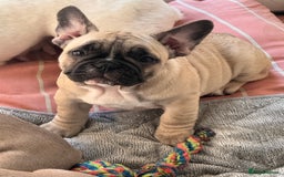 French Bulldog dogs for sale: French bulldogs puppies - Image 23