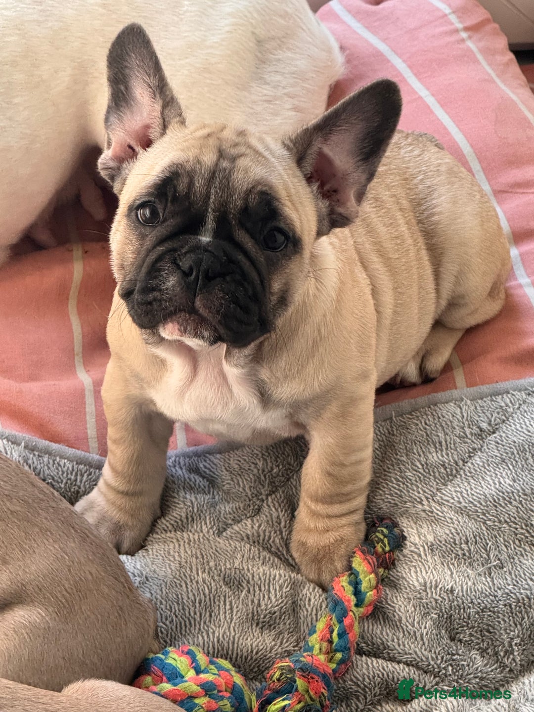 French Bulldog dogs for sale: French bulldogs puppies - Image 23