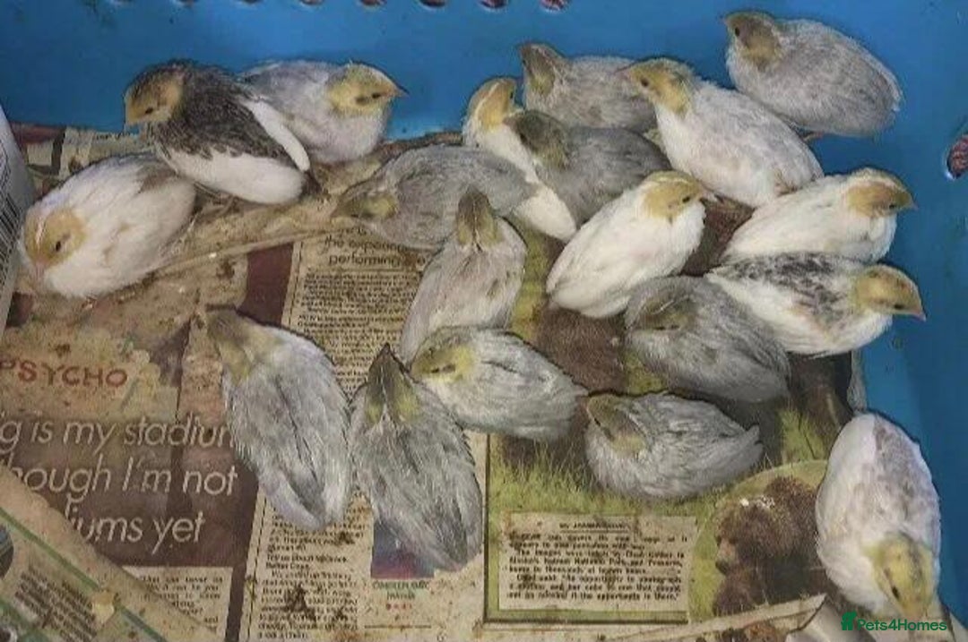 Quail poultry for sale: QUAIL EGGS/CHINESE PAINTED BUTTONS ! - Advert 13