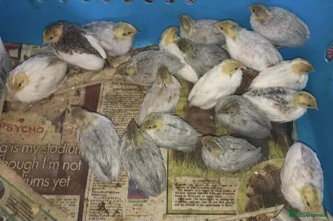 Quail poultry for sale: QUAIL EGGS/CHINESE PAINTED BUTTONS ! - Advert 13