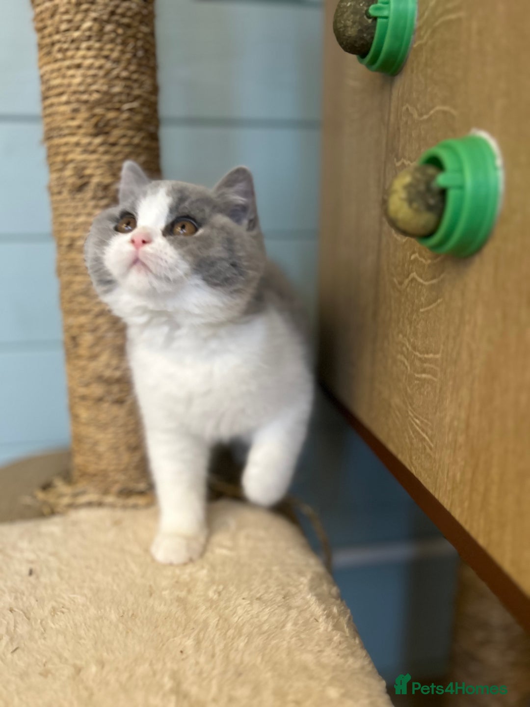 British Shorthair cats for sale: TICA registered Bluebio colour kitten - Image 5