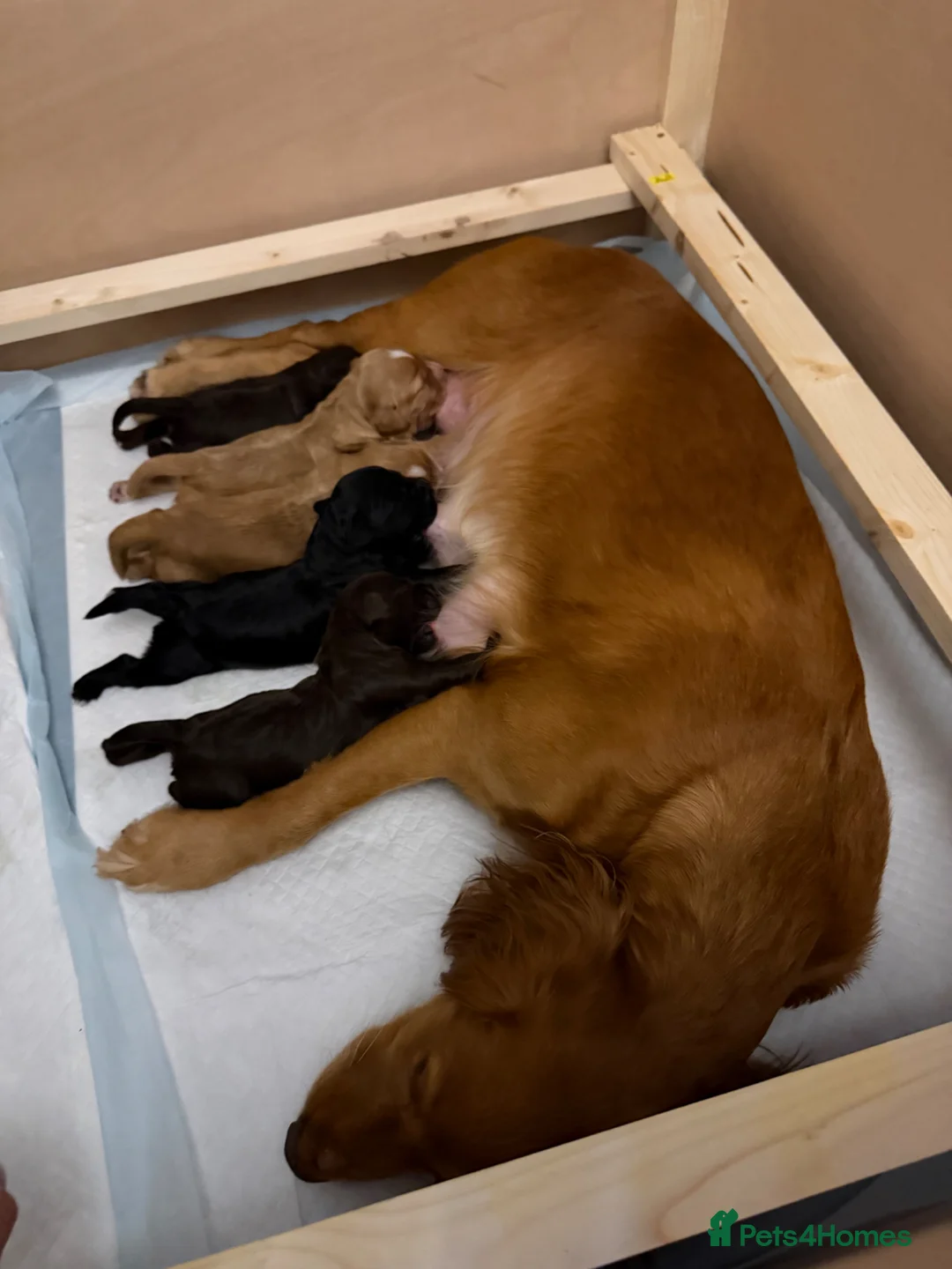 Cocker Spaniel dogs for sale: Working Cocker Spaniel Puppies - Advert 6