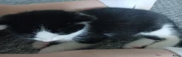 Mixed Breed cats for sale: 4 beautiful kittens ready for new homes  - Advert 6