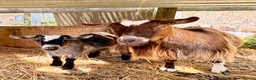 Goats livestock for sale: Pygmy goats  - Advert 6
