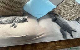 Maine Coon cats for sale: Ragdoll x main coon - Image 5